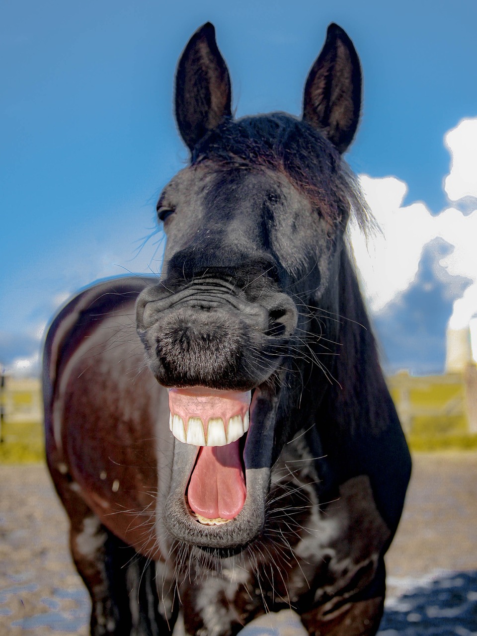 horse-1844792_1280 (1)